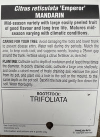 Emperor Mandarin 400mm  PICK UP ONLY