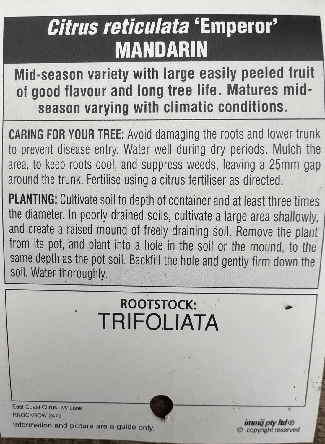 Mandarin 'Emperor' 500mm Pot (Pickup Only) - Ladybird Nursery