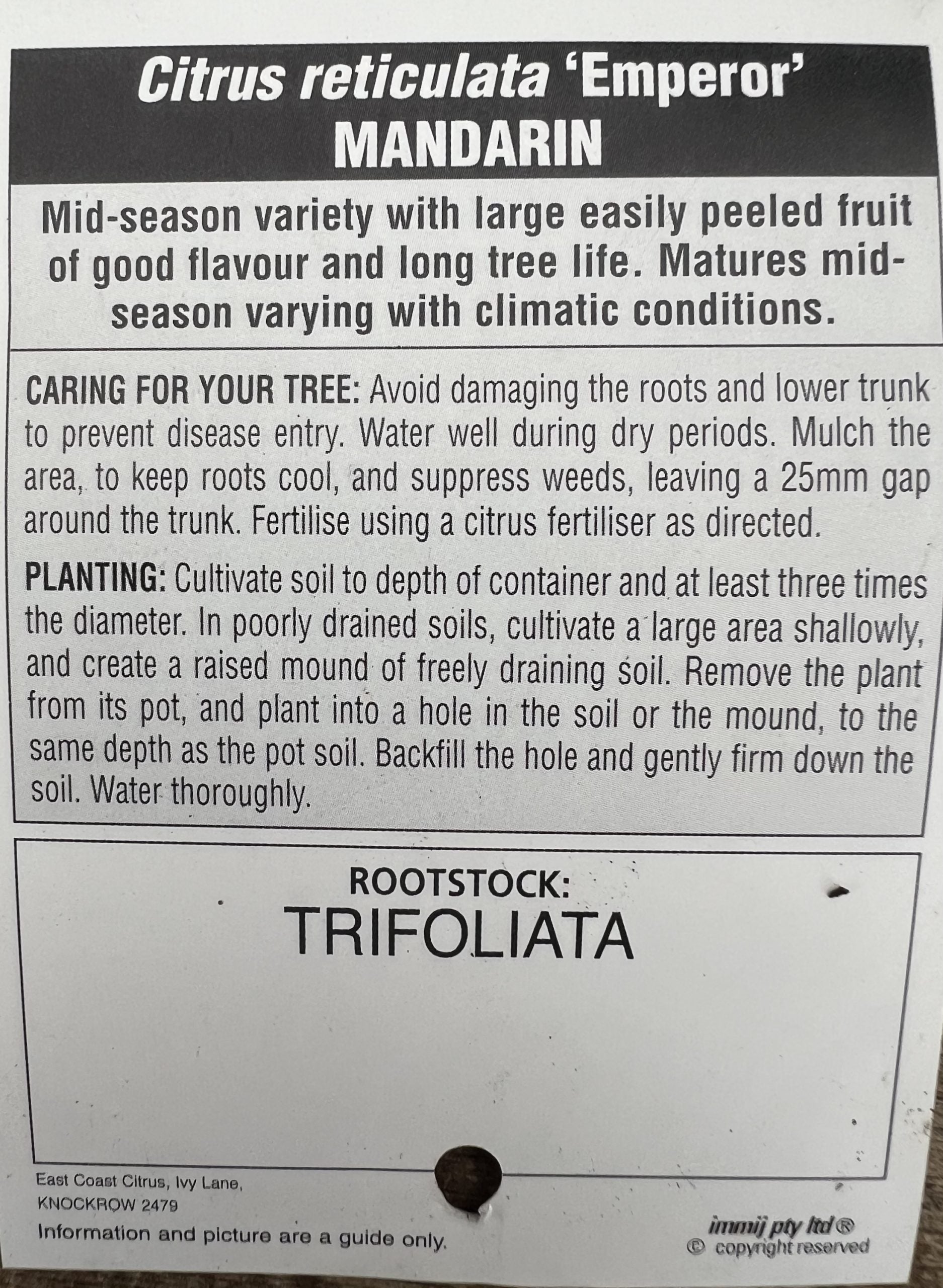 Mandarin 'Emperor' 500mm Pot (Pickup Only)