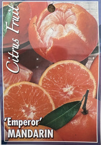 Mandarin 'Emperor' 300mm (Pickup Only)