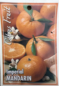 Advanced Imperial Mandarin Tree 400mm pot PICK UP ONLY