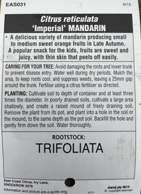 Mandarin 'Imperial' 300mm Pot (Pickup Only)