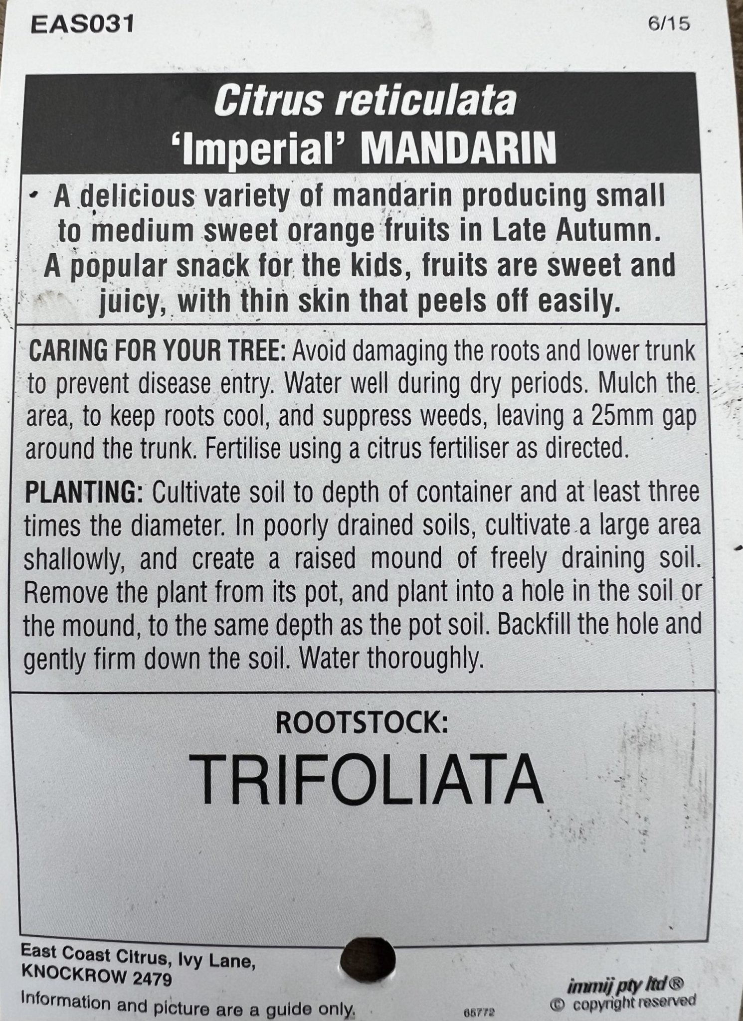 Mandarin 'Imperial' 300mm Pot (Pickup Only) - Ladybird Nursery