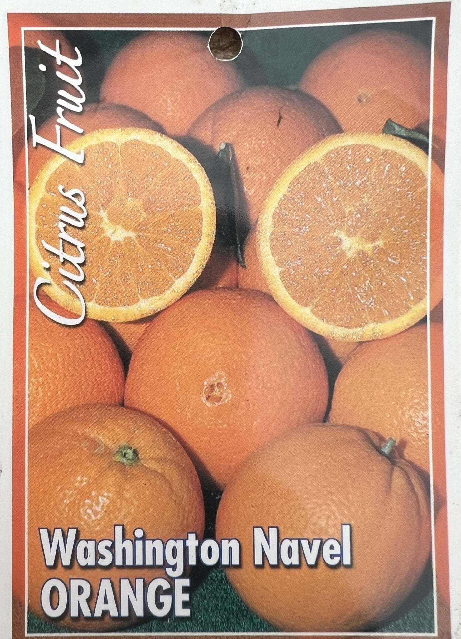 Orange 'Washington Navel' 300mm (Pickup Only) - Ladybird Nursery