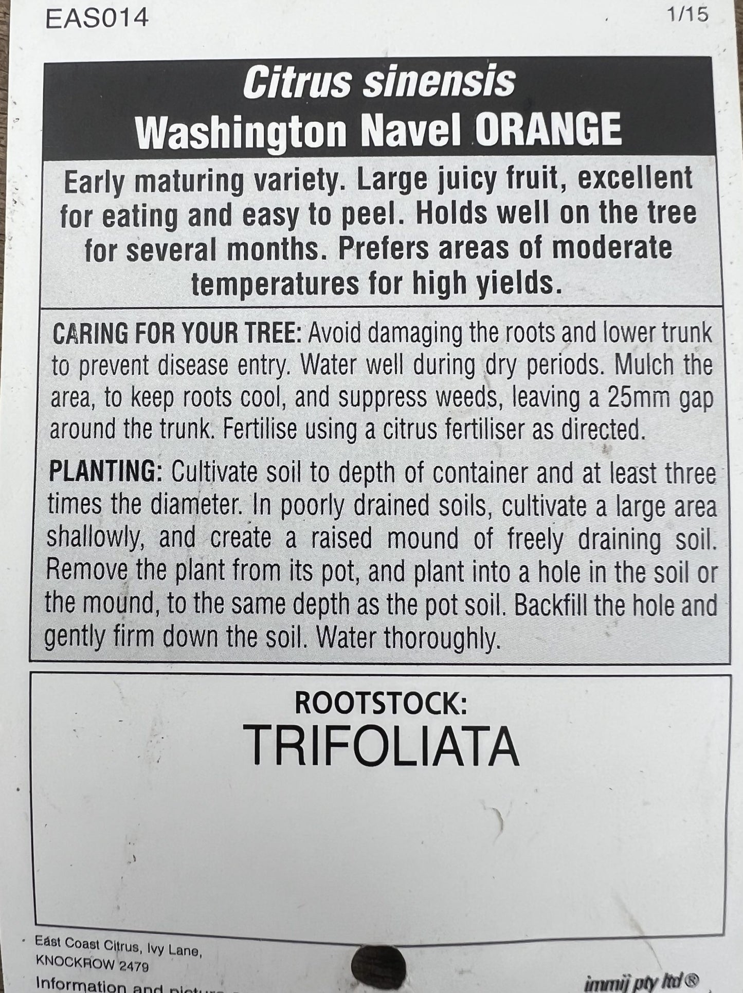 Advanced Washington Navel Orange 400mm PICK UP ONLY