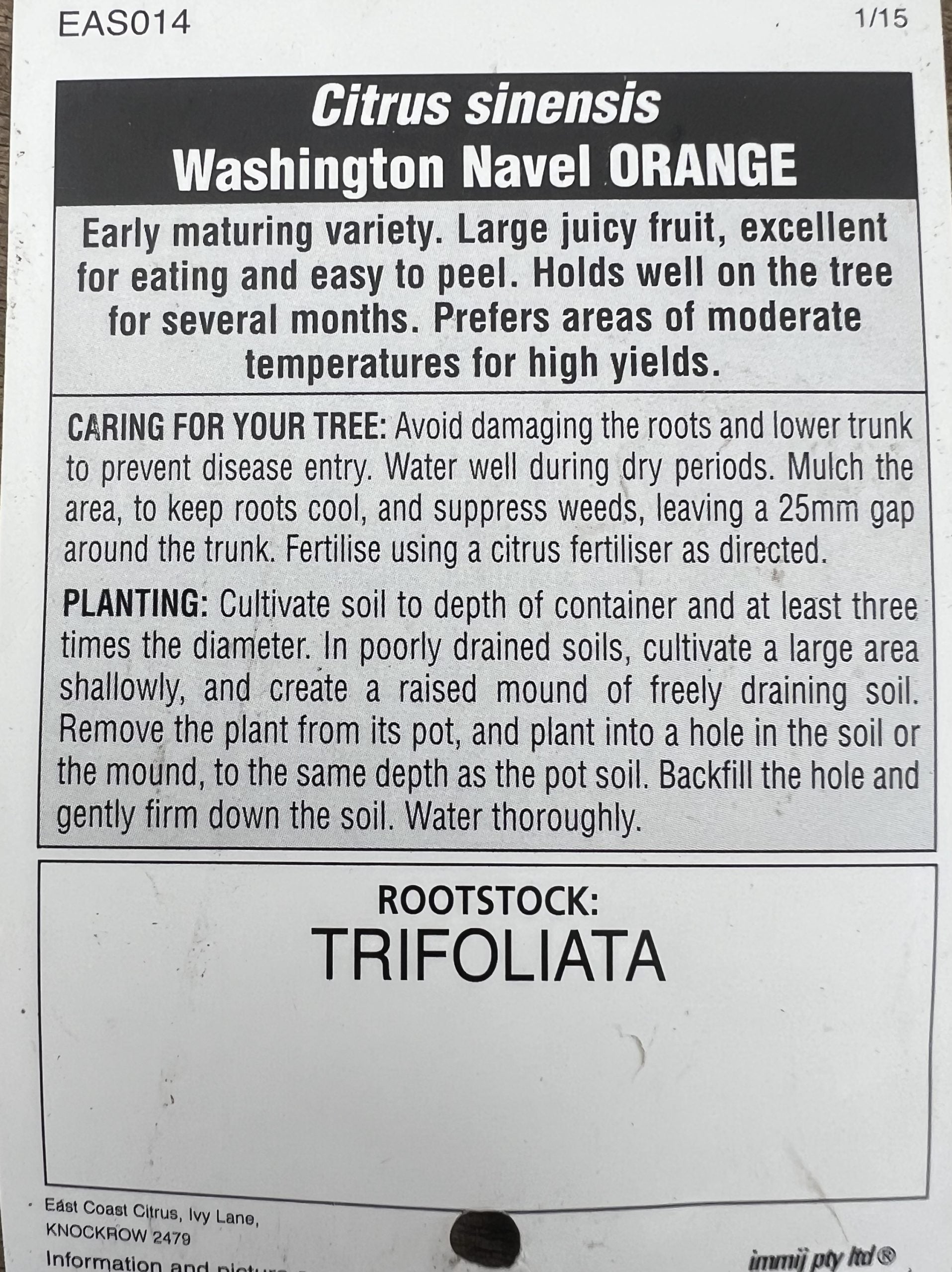 Advanced Washington Navel Orange 400mm PICK UP ONLY