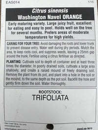 Advanced Washington Navel Orange 400mm PICK UP ONLY