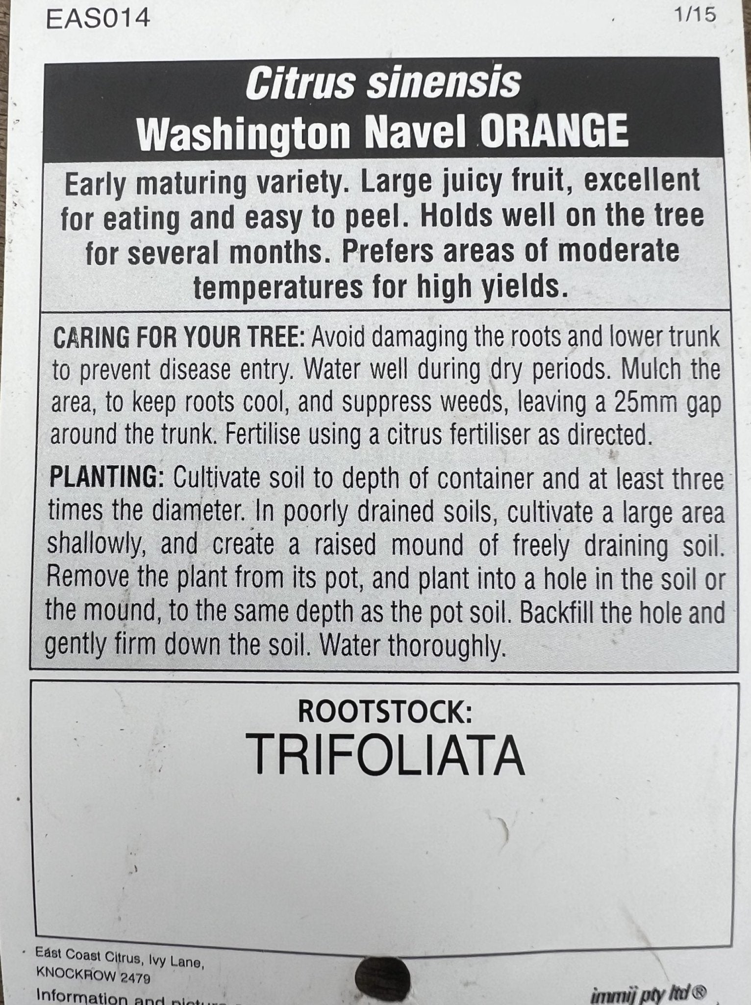 Advanced Washington Navel Orange 400mm PICK UP ONLY - Ladybird Nursery