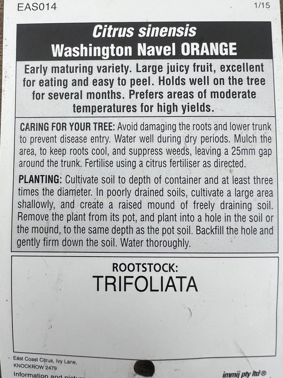 Orange 'Washington Navel' 300mm (Pickup Only) - Ladybird Nursery