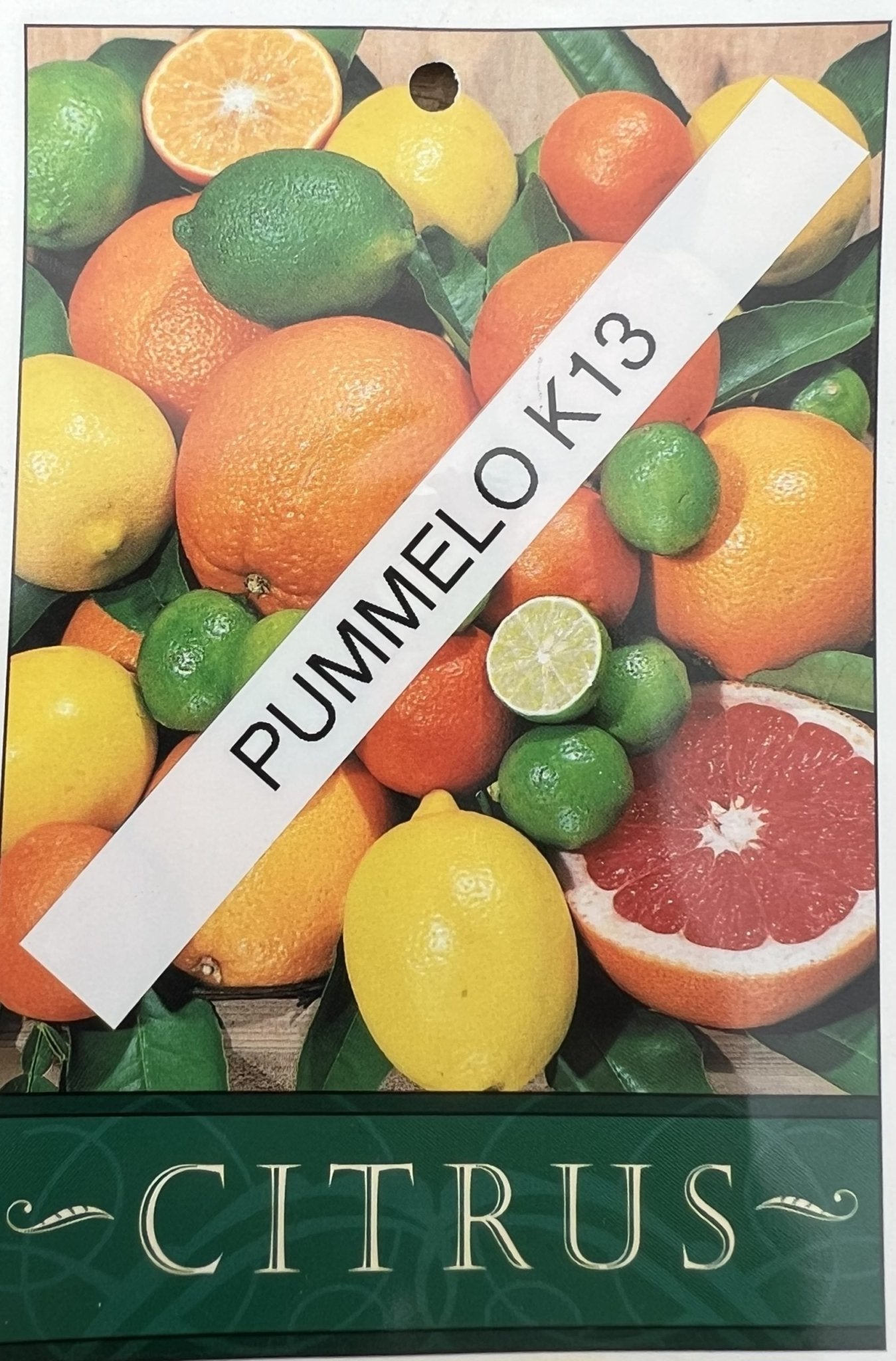 Pummelo K13 500mm PICK UP ONLY - Ladybird Nursery