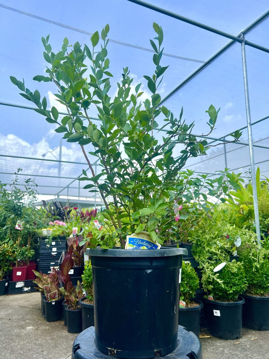 Blueberry Powder Blue 300mm pot (PICK UP ONLY) - Ladybird Nursery