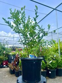 Blueberry Powder Blue 300mm pot (PICK UP ONLY)