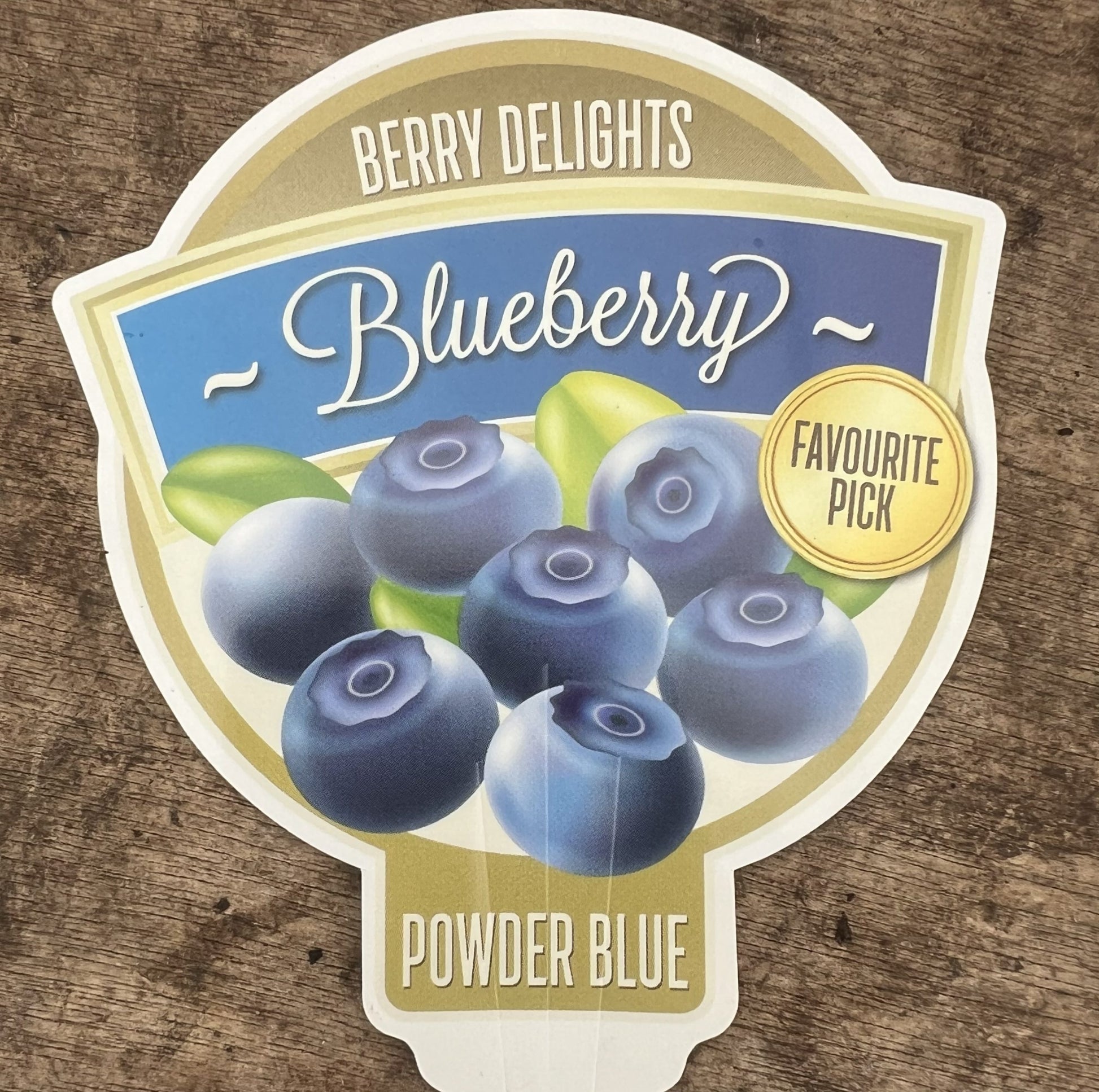 Blueberry Powder Blue 300mm pot (PICK UP ONLY)