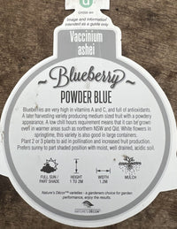 Blueberry Powder Blue 300mm pot (PICK UP ONLY)