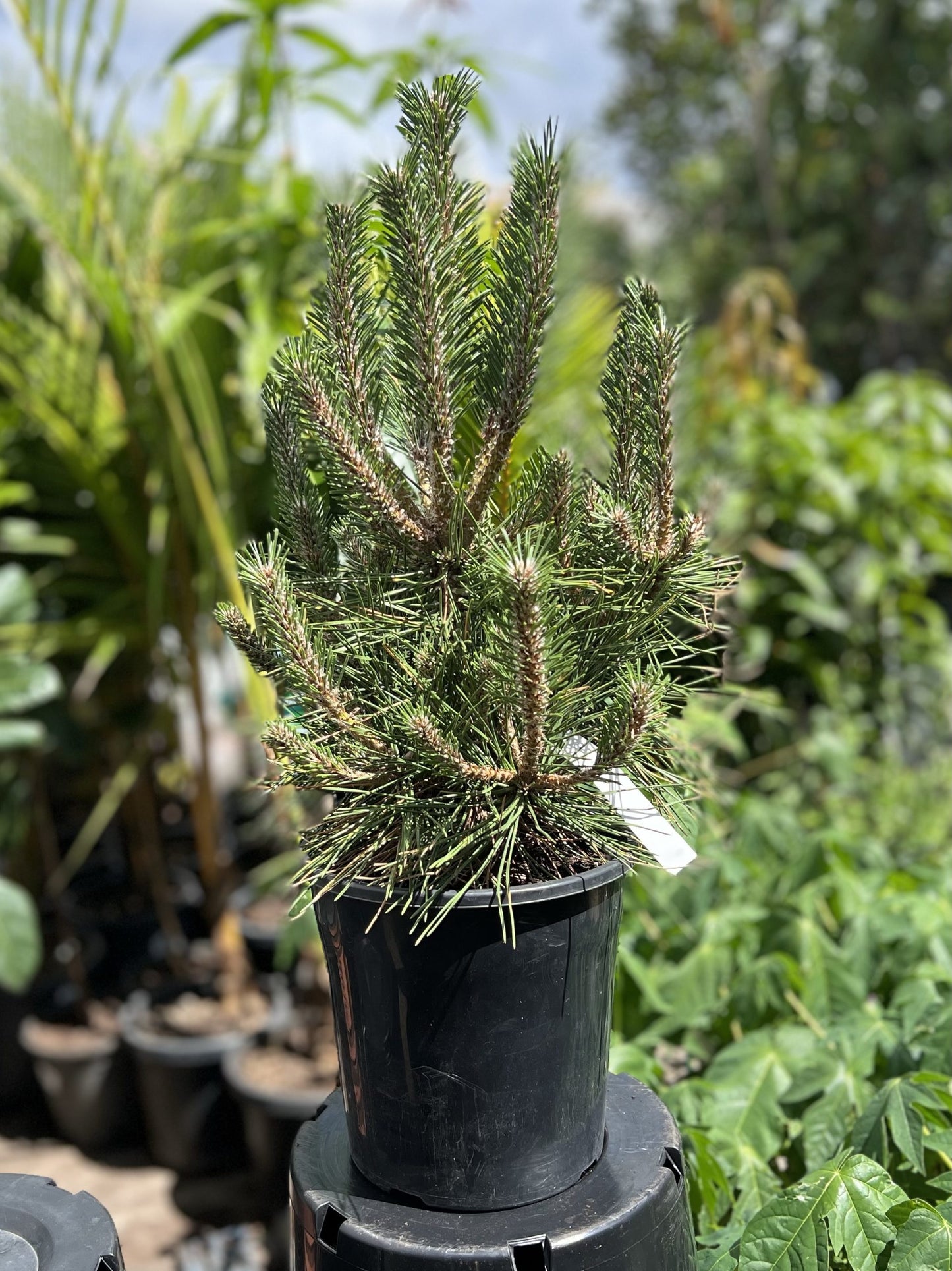 Japanese Black Pine Yatsabusa Dwarf (Pinus thunbergii)