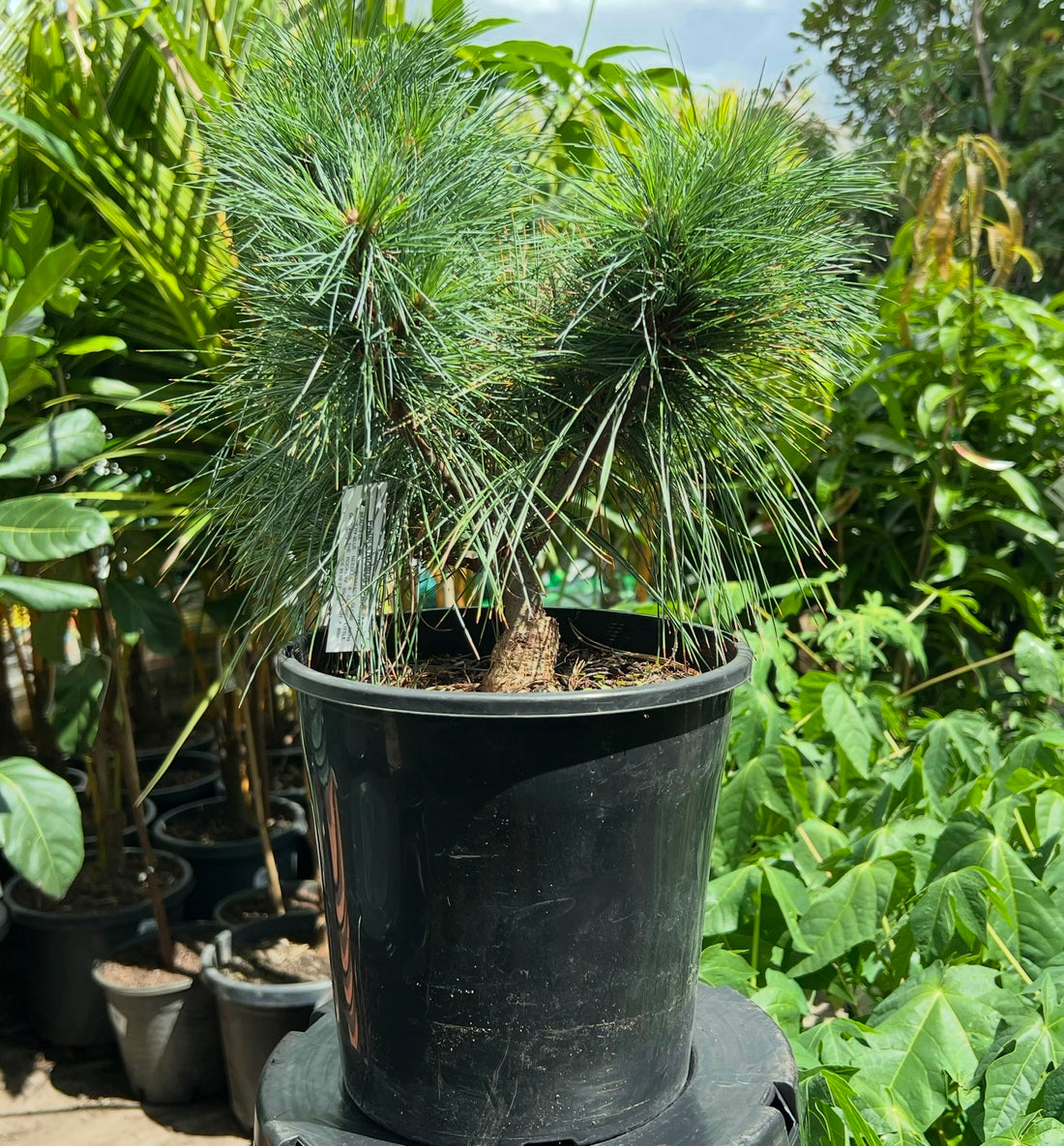 Eastern White Pine ‘Merrimack’ (Pinus strobus) - Ladybird Nursery