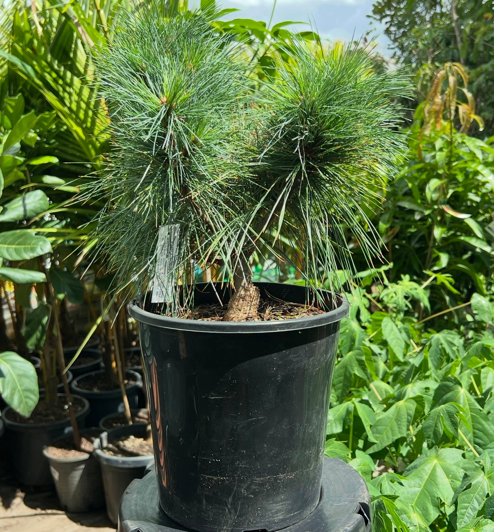 Eastern White Pine ‘Merrimack’ (Pinus strobus) - Ladybird Nursery