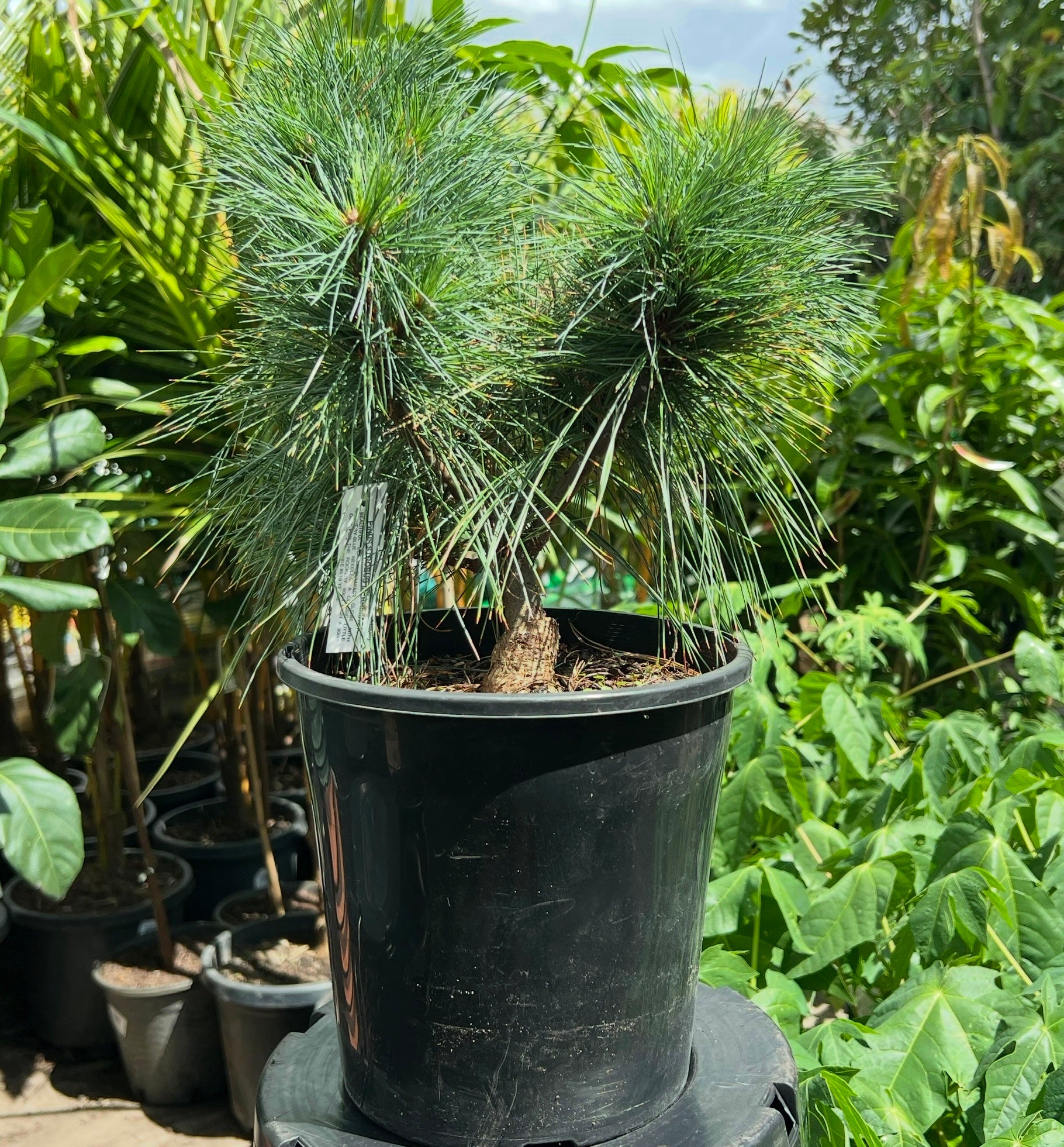 Eastern White Pine ‘Merrimack’ (Pinus strobus)