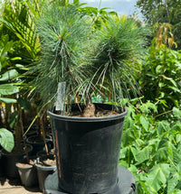 Eastern White Pine ‘Merrimack’ (Pinus strobus)