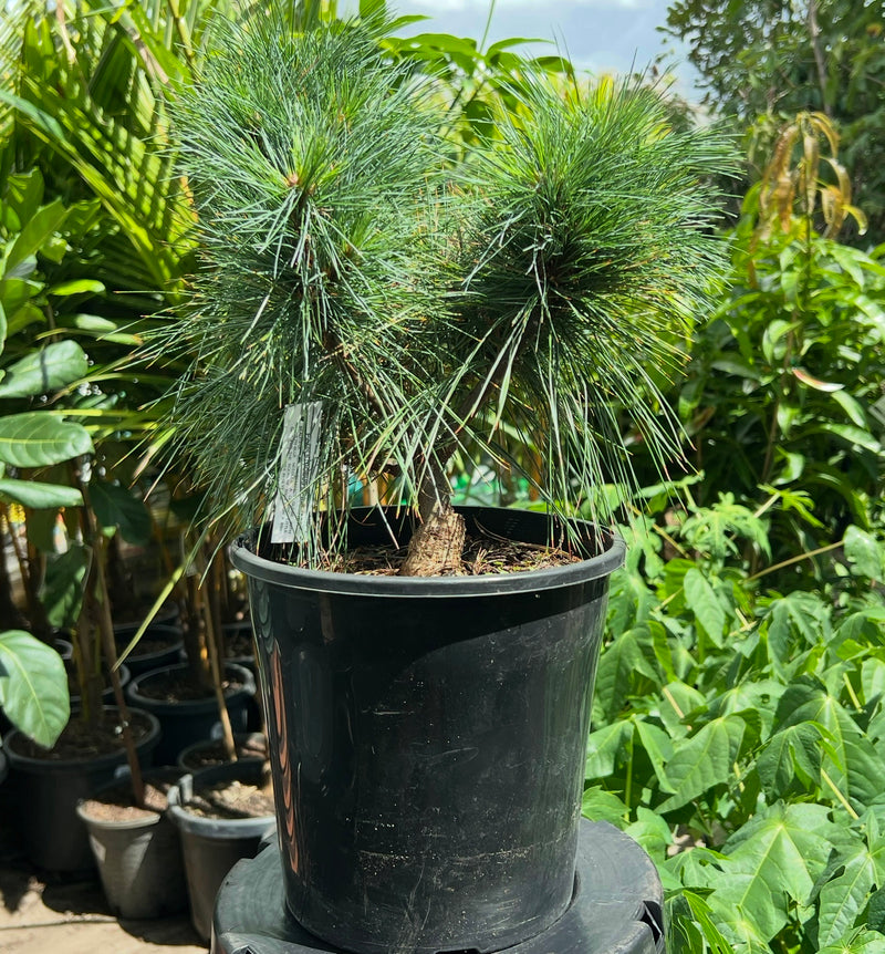 Eastern White Pine ‘Merrimack’ (Pinus strobus)