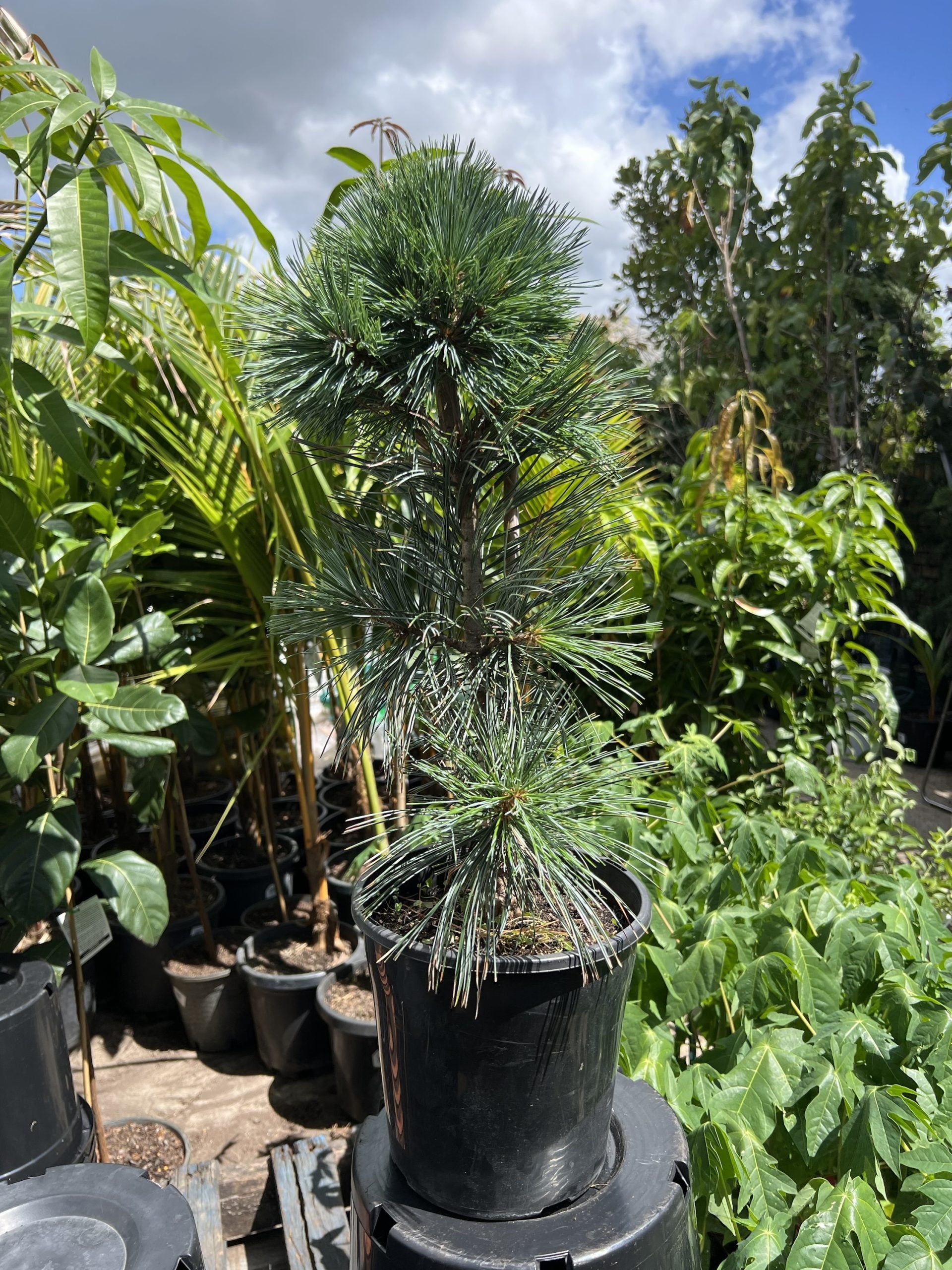 Vanderwolf's pyramid Limber Pine (pinus flexilis)