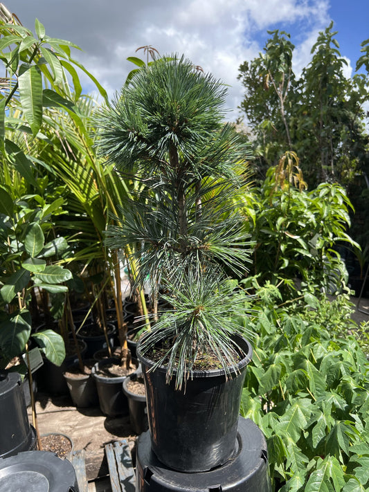 Vanderwolf's pyramid Limber Pine (pinus flexilis)
