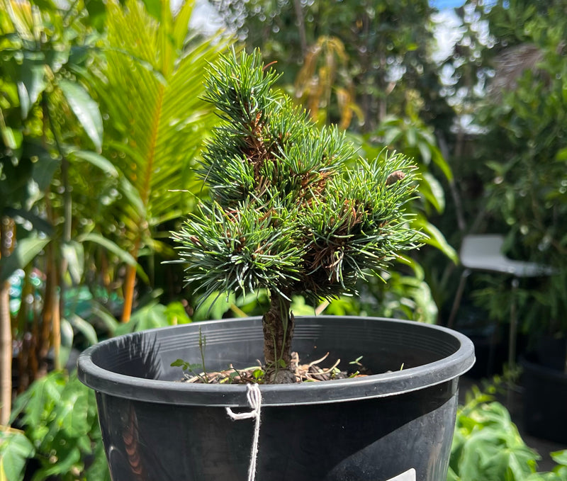 Dwarf Japanese White Pine Hagoromo (Pinus parviflora)