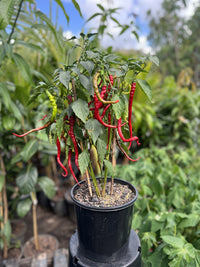 Thunder Mountain Long Horn Chilli