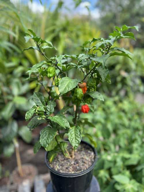 Carolina Reaper Chilli - Ladybird Nursery