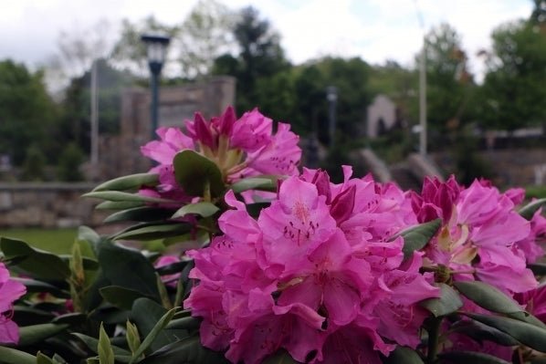 Rhododendron College Pink - Ladybird Nursery