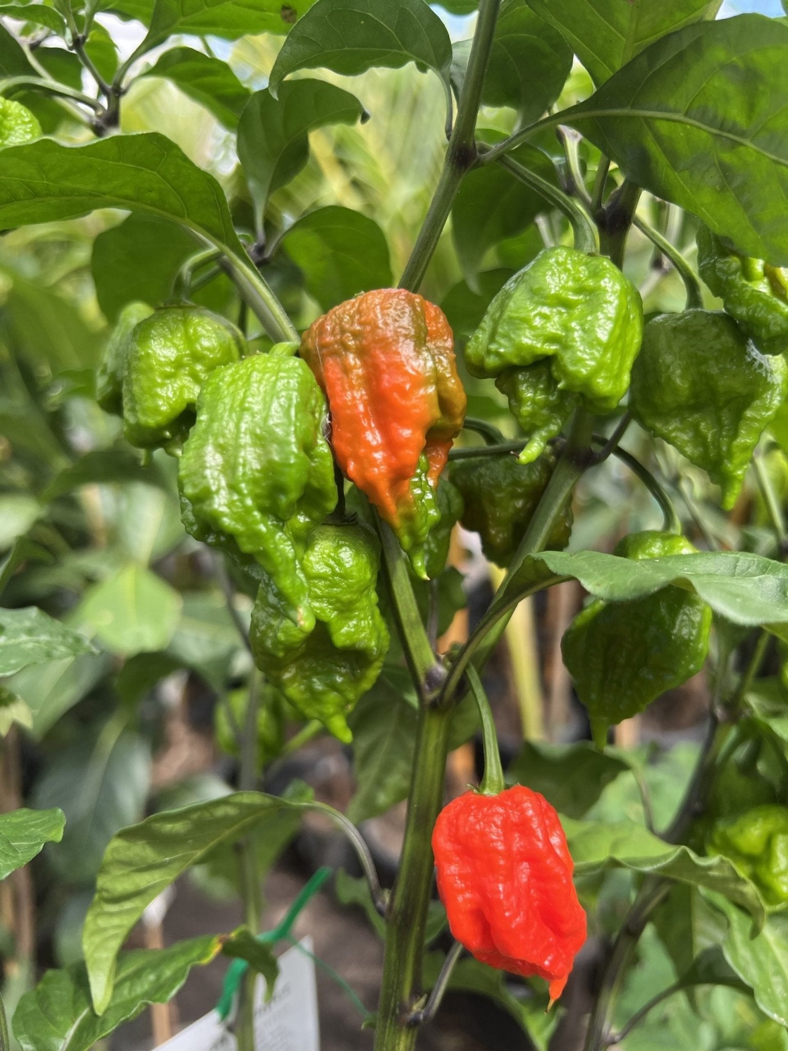 Carolina Reaper Chilli - Ladybird Nursery