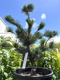 White Pine (Pinus parviflora glauca)