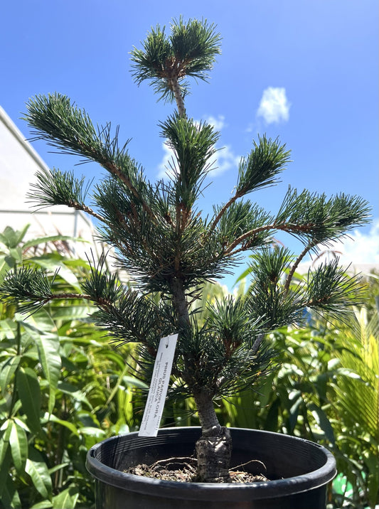 White Pine (Pinus parviflora glauca)