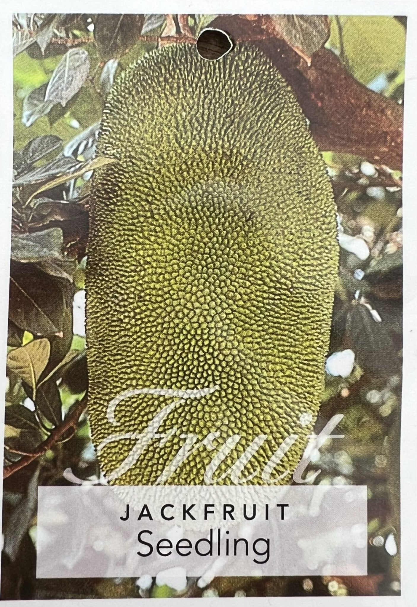 Jackfruit Tree 1.5m high PICK UP ONLY - Ladybird Nursery
