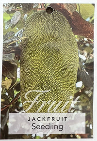 Advanced Jackfruit Tree PICK UP ONLY