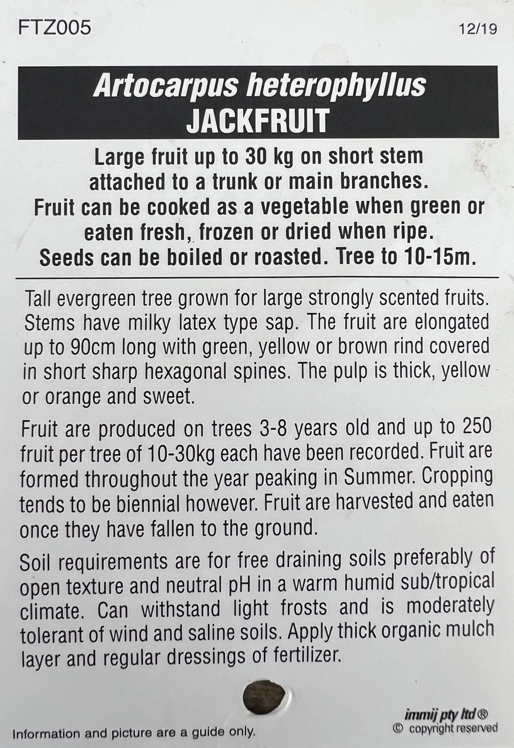 Advanced Jackfruit Tree PICK UP ONLY