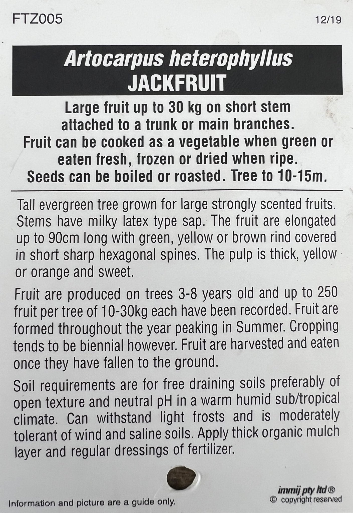 Advanced Jackfruit Tree PICKUP ONLY - Ladybird Nursery