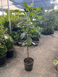 Jackfruit Tree 1.5m high PICK UP ONLY