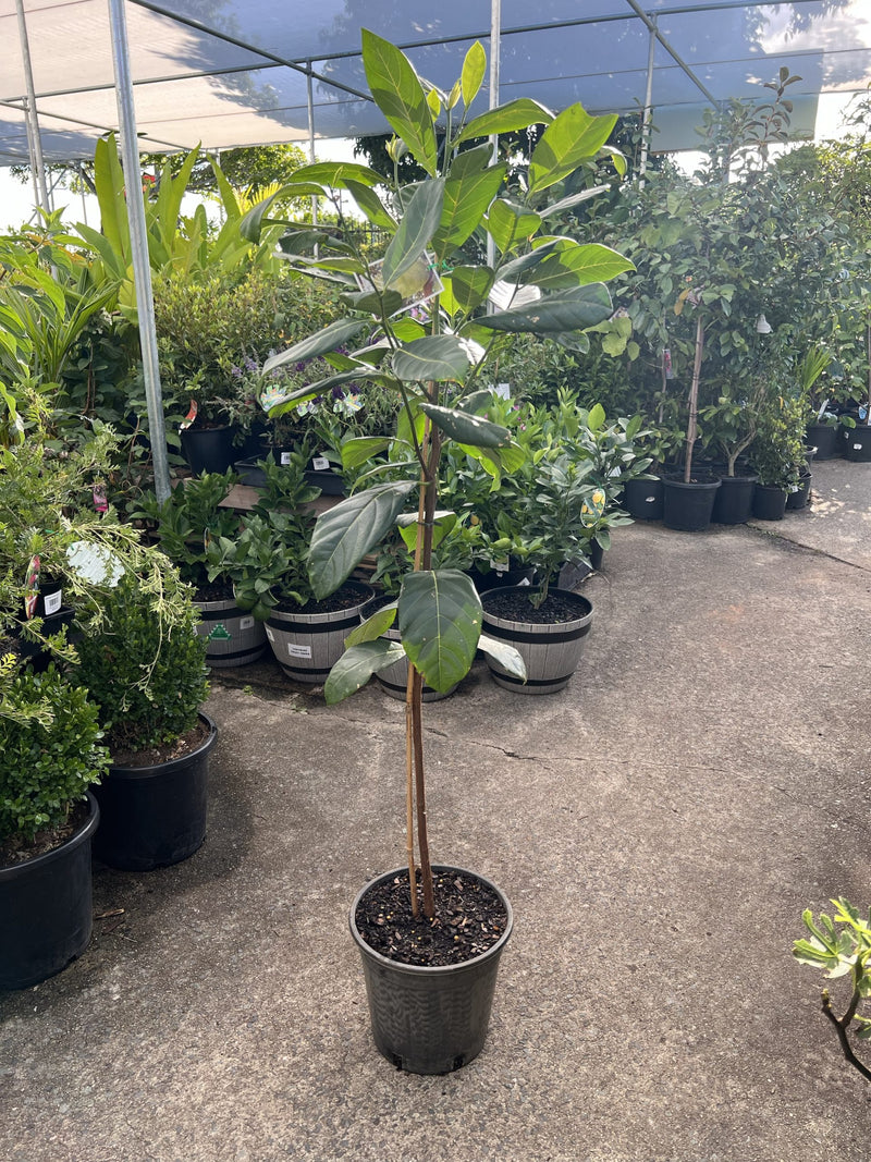 Jackfruit Tree 1.5m high PICK UP ONLY