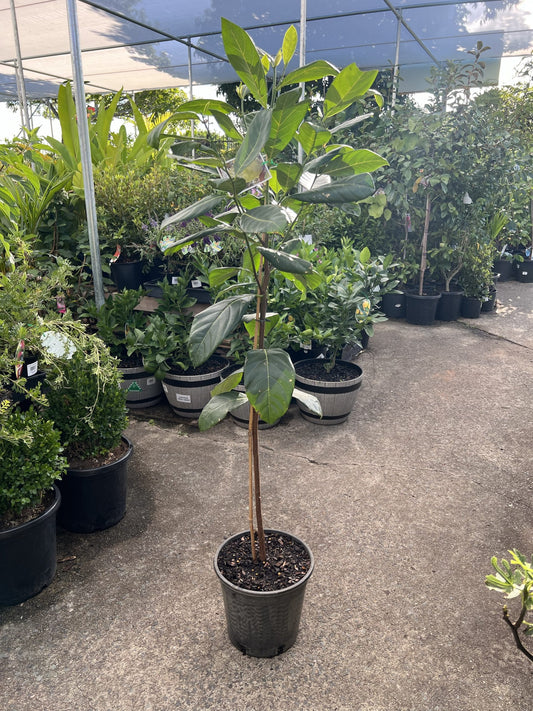 Advanced Jackfruit Tree PICK UP ONLY