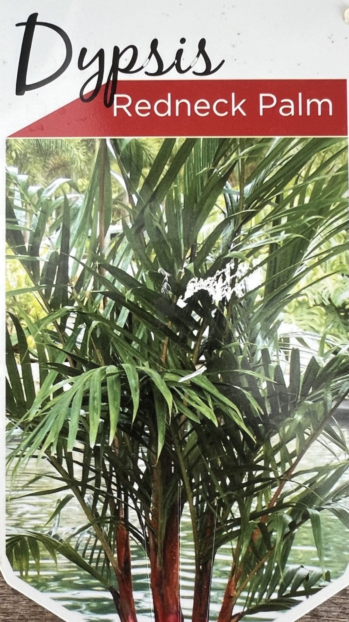 Redneck Palm (Dypsis leptocheilos) - Ladybird Nursery