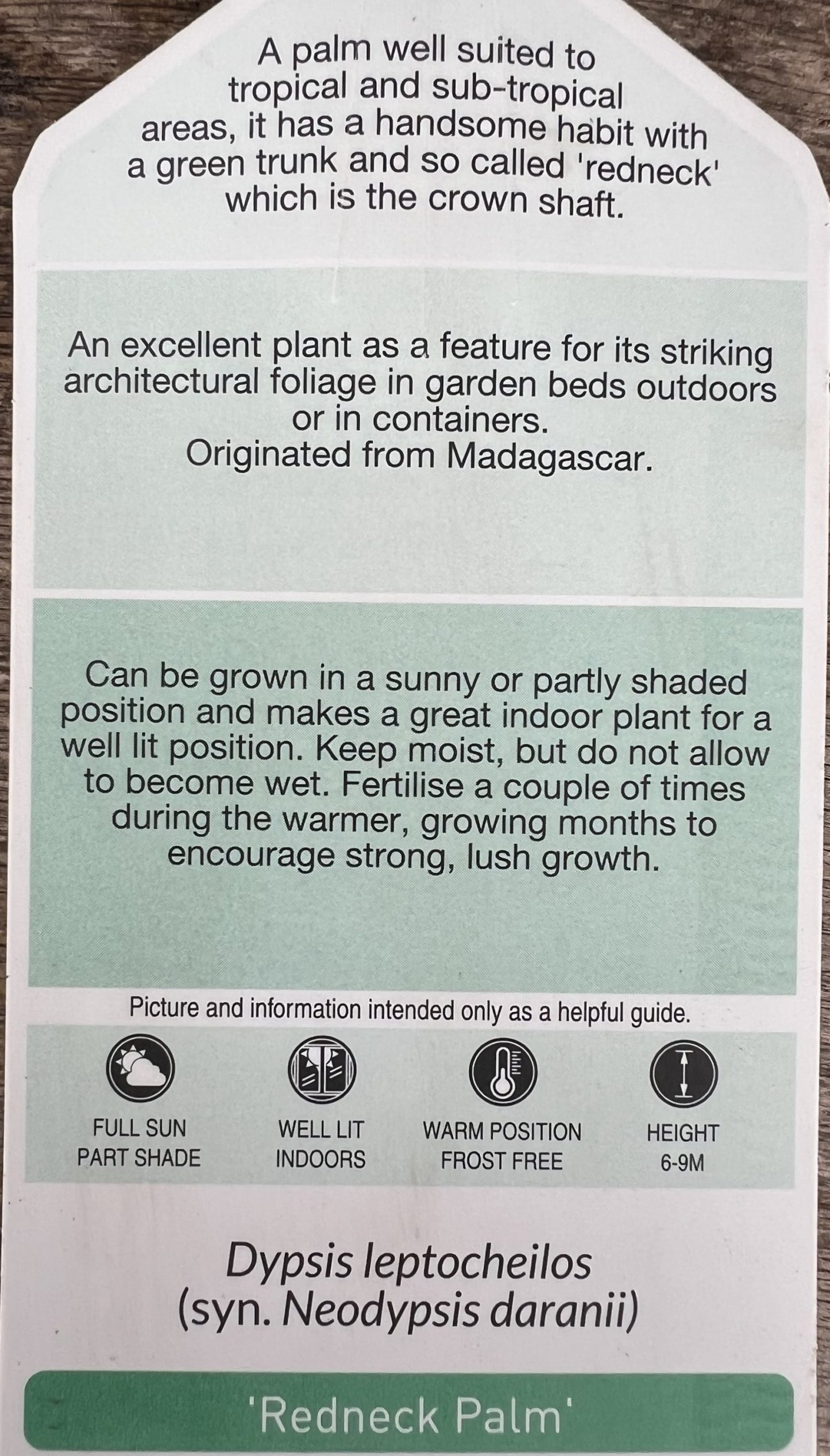 Redneck Palm (Dypsis leptocheilos)