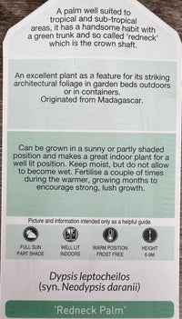 Redneck Palm (Dypsis leptocheilos)