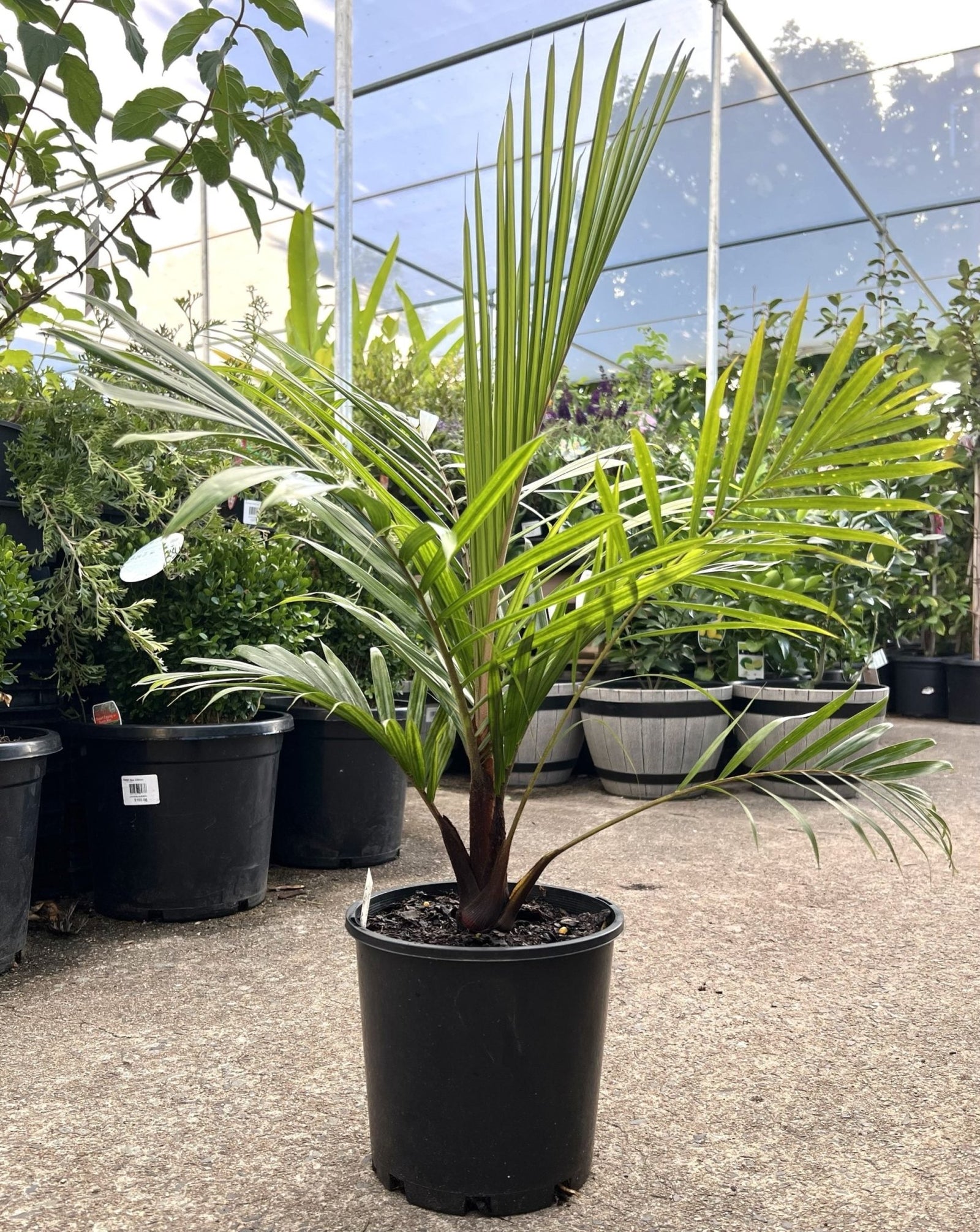 Redneck Palm (Dypsis leptocheilos) - Ladybird Nursery