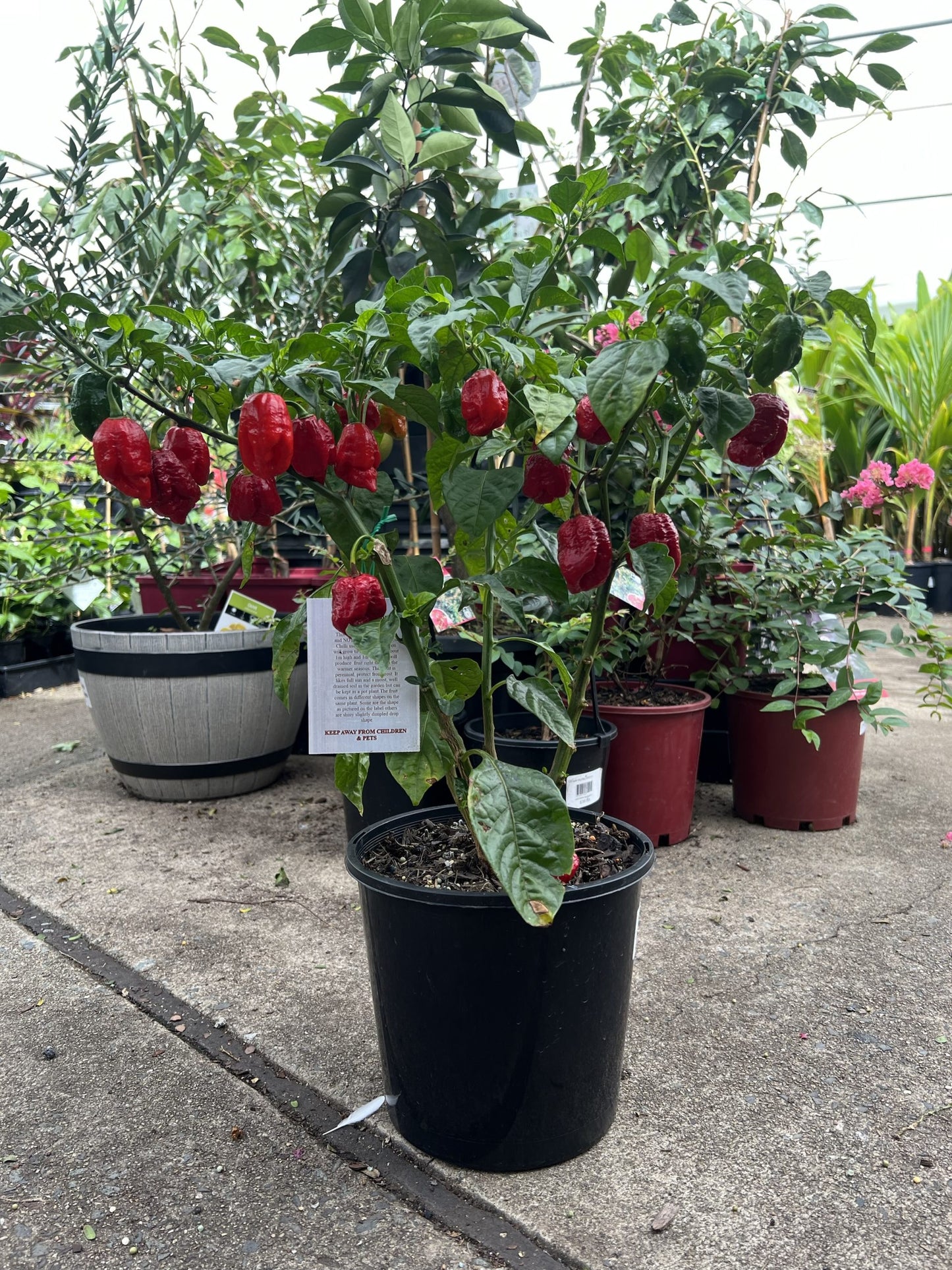 Trinidad Moruga Scorpion Chilli