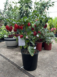 Trinidad Moruga Scorpion Chilli