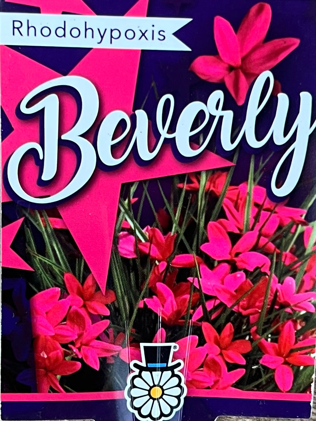 Rhodohypoxis - 'Beverly'