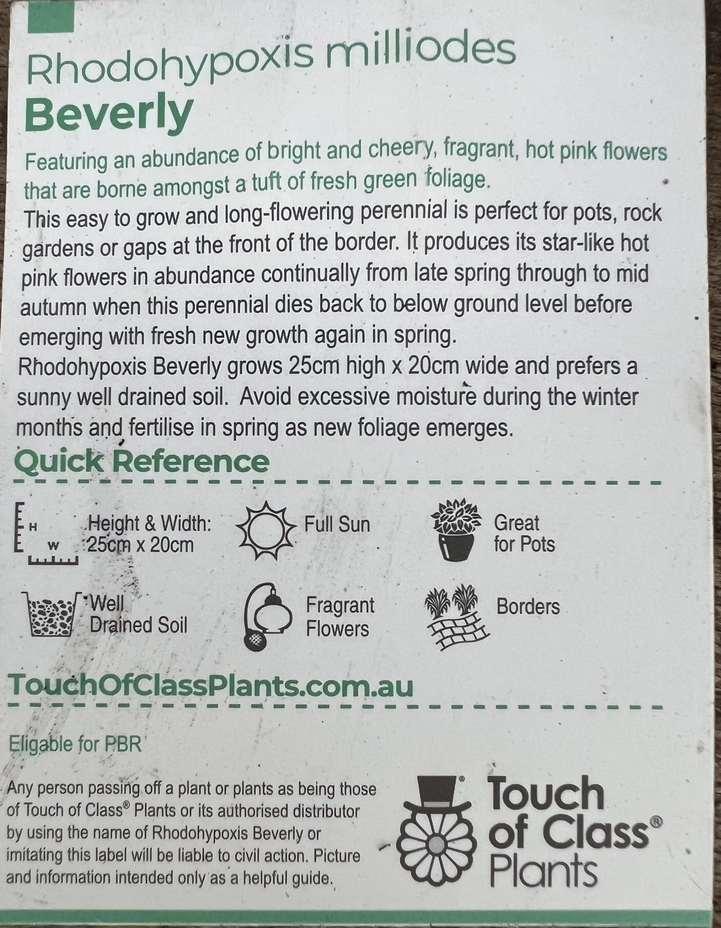 Rhodohypoxis - 'Beverly'