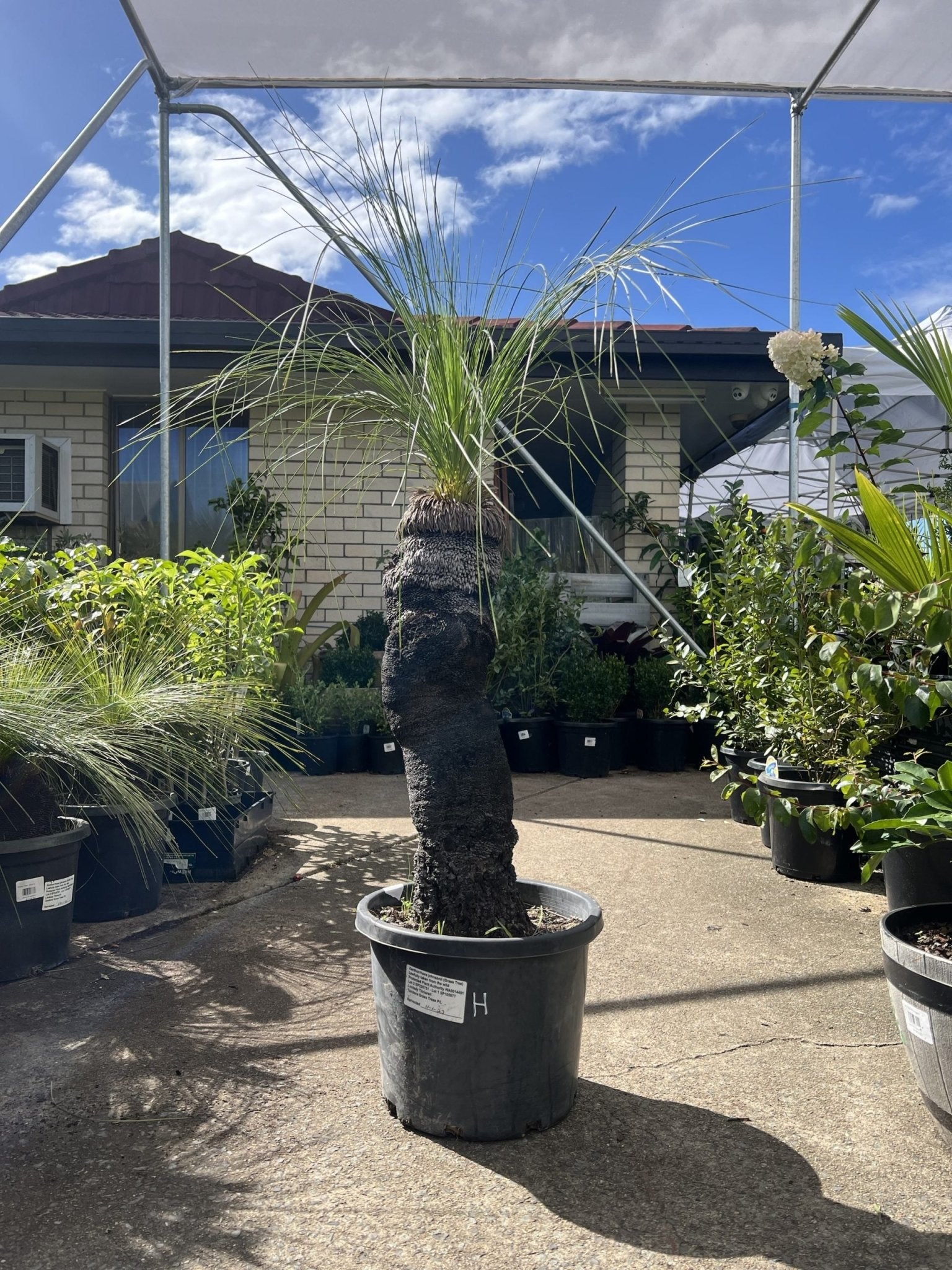 Grass Tree - Large (Size H) PICK UP ONLY - Ladybird Nursery