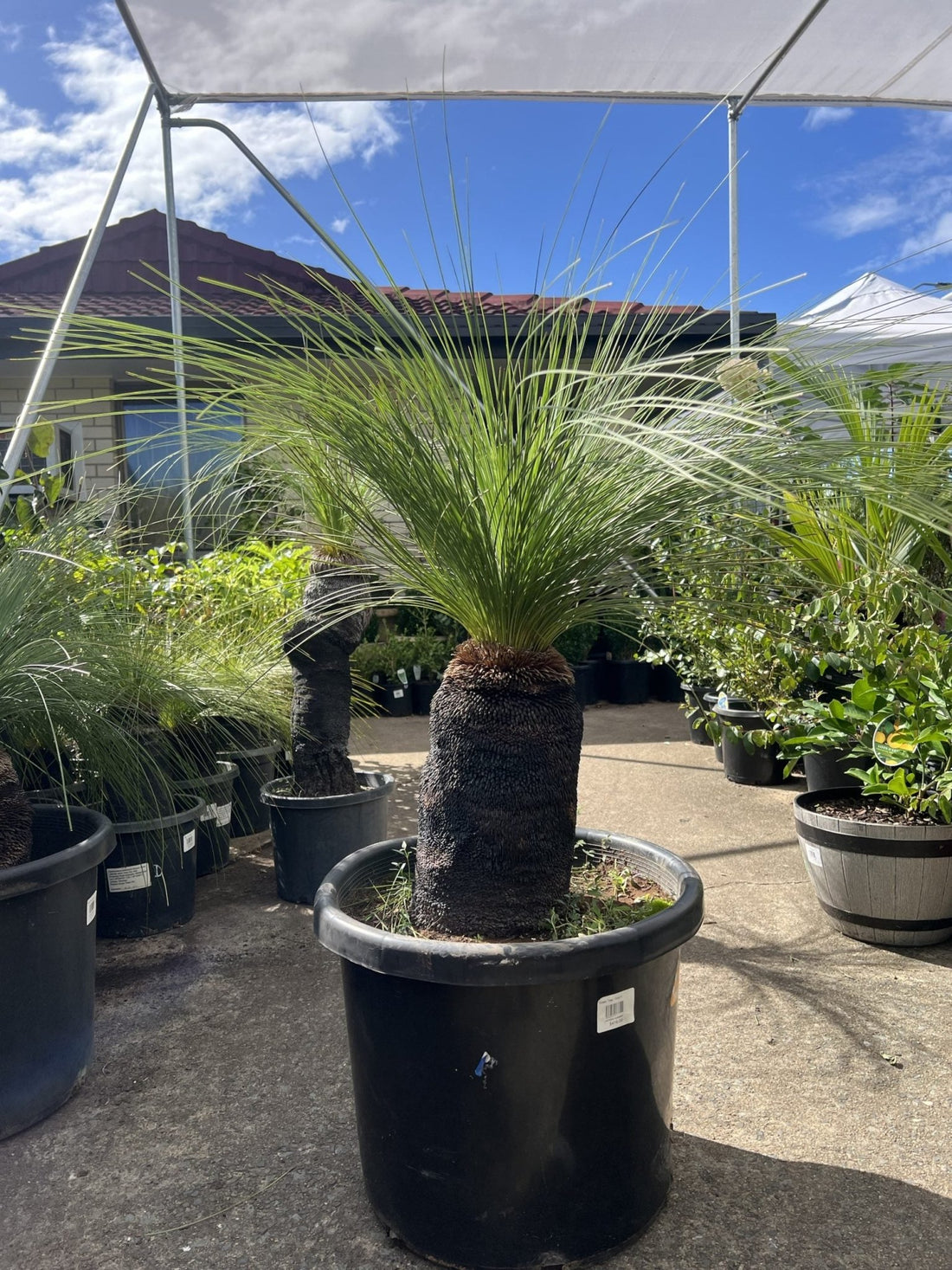 Grass Tree (Size F) PICK UP ONLY - Ladybird Nursery